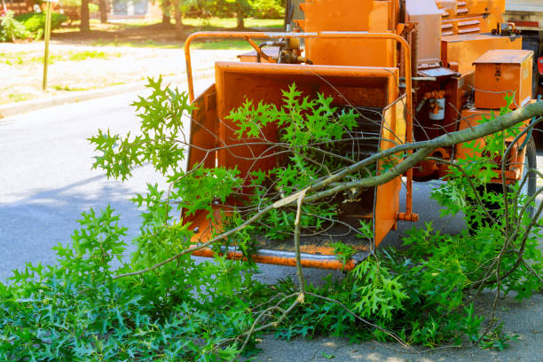 Trusted Beattyville, KY Tree Service Experts